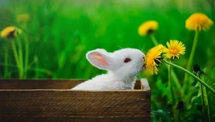 开云体育官网登入-【青训基地】培养未来明星的青训体系揭秘，青训新星